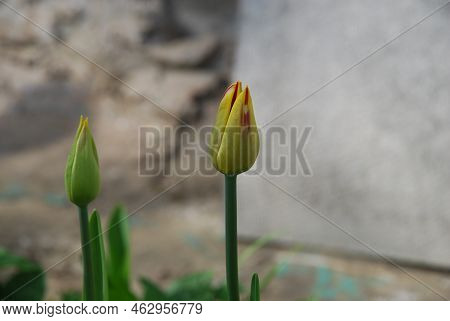 Two Tulips Grow Side By Side. Young Tulips With Still Closed Buds On Thick Long Green Stems Next To 
