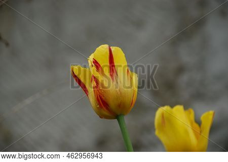 Two Yellow Flowers With Red Stripes. Two Bright Yellow Half-open Tulip Flowers, The Petals Of The Bu