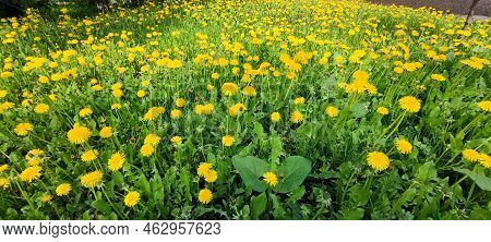 A Clearing Overgrown With Grass And Yellow Dandelions. On A Green Background Of Growing Grass, There