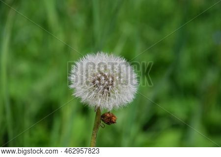 Common White Dandelion. Among The Green Grass And Leaves On A Thin Green Stem Stands The White Fluff