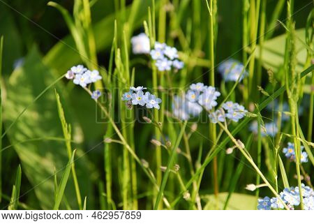 Forget-me-not Swamp, Or Forget-me-not Scorpion. Perennial Herb, Lat. Myosotis Scorpioides, Many Smal