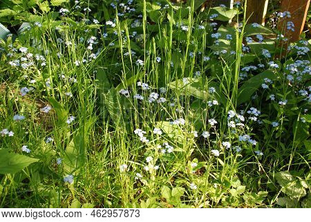 Forget-me-not Swamp, Or Forget-me-not Scorpion. Perennial Herb, Lat. Myosotis Scorpioides, Many Smal