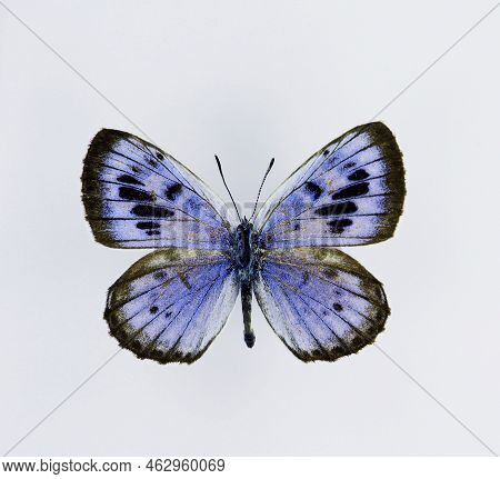 Blue Butterfly Isolated On White. Maculinea Arionides Macro Close Up, Collection Butterflies, Lycaen