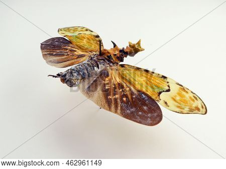 Unusual Insect Isolated On White. Colorful Fulgoridae Phrictus Buchei Macro, Close Up, Collection In