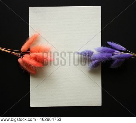 Greeting Card Mockup With Bunnytail Grass. Pink And Violet Bouquet On A Black And White Background. 