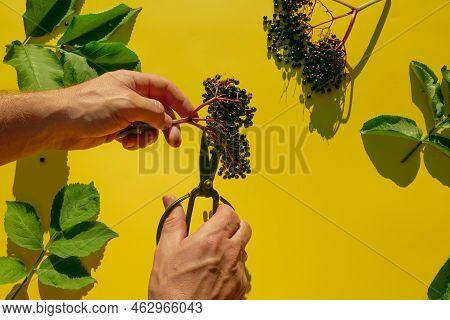 Sambucus Berries.elderberry Bunch And Garden Metal Shears In Hands.healing Plant .berries Of Black E