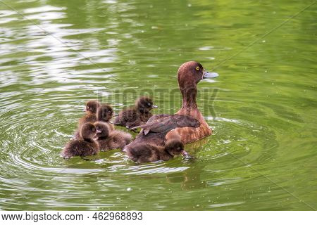 Female Tufted Duck Swims With Her Ducklings In Green Lake