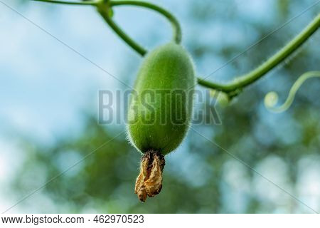 Wax Gourd Or Chalkumra Of Indian Subcontinent Vegetable. The Wax Gourd Fruit Has Green Skin That Is 