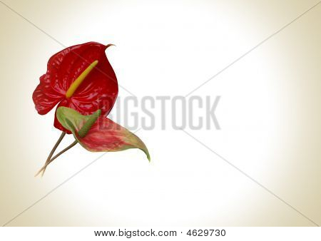 Anthurie