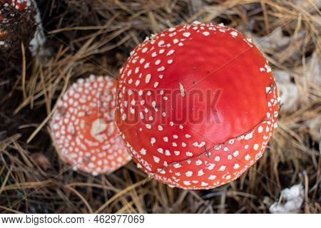 Amanita Muscaria,  Fly Agaric Or Fly Amanita Mushroom With Red Hat In Pine Tree Autumn Forest.  Whit