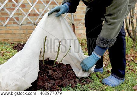 Shelter Roses For The Winter. Frost Protection For Garden Plants. Autumn Garden Work.
