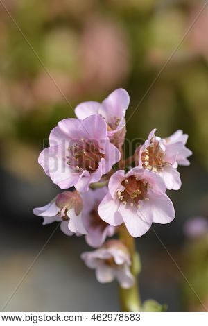 Elephants Ears Pink Flowers In The Spring