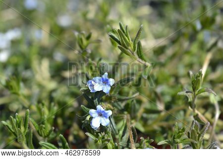 Gromwell Crystal Blue Flowers In The Garden
