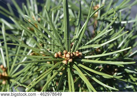 Japanese Umbrella Pine Branch In The Autumn