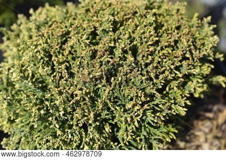 Sawara Cypress White Pygmy In The Spring