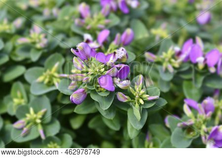 Myrtle-leaf Milkwort Pink Flowers In The Spring