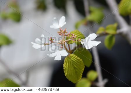 Japanese Snowball Mariesii Flowers In The Spring