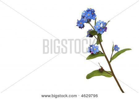 白青い春花