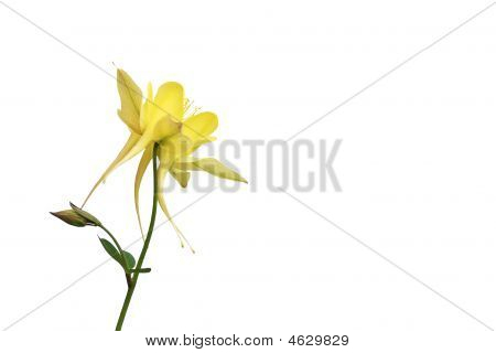 黄色春の花