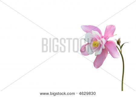 ピンクの春の花