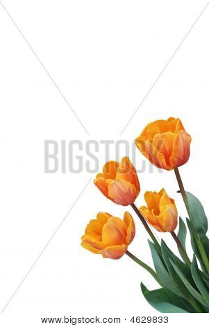 オレンジの春の花