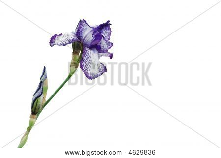 ライラックの花