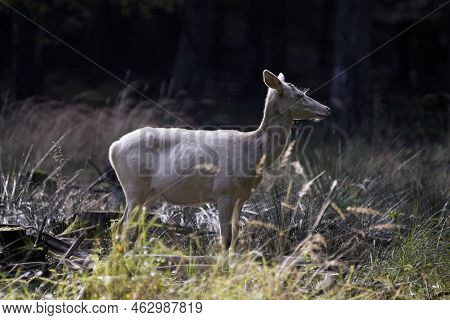 Deer With Large Antlers In Forest In Denmark