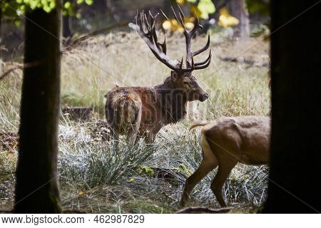 Deer With Large Antlers In Forest In Denmark