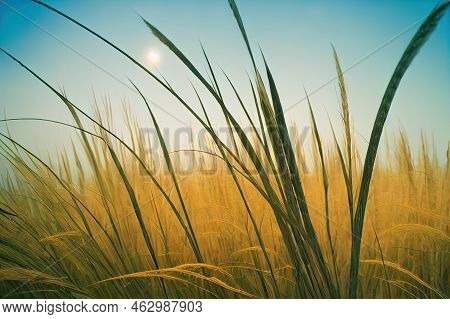 Abstract Natural Background Of Soft Plants Cortaderia Selloana. Pampas High Quality 2d Illustration.