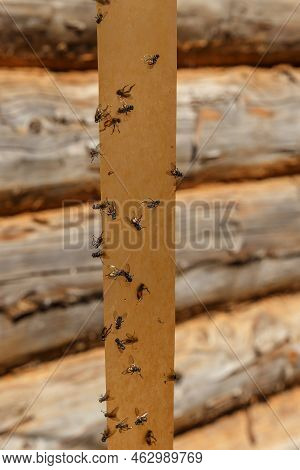 Flypaper. Flies Glued On Adhesive Tape On A Log Wall Background.