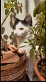 A White And Black Cat Hiding Behind Some Plants, Under The Sunlight.