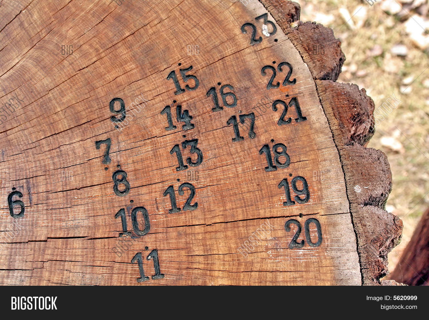 Trunk Tree Age Image & Photo (Free Trial) Bigstock