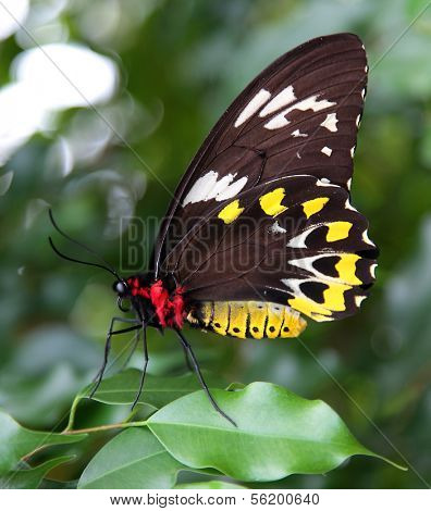 Butterfly Ornithoptera priamus sitting on a green leaf.