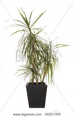 Standard indoor plant dracaena marginata, also called dragon tree. All on white background