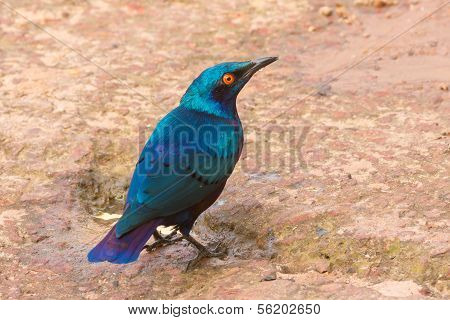 Bronze-tailed Glossy Starling (lamprotornis Chalcurus)