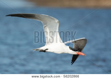Caspian Tern (sterna Caspia) In Flight