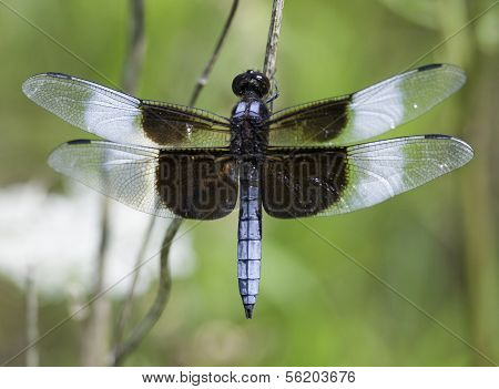 Widow Skimmer
