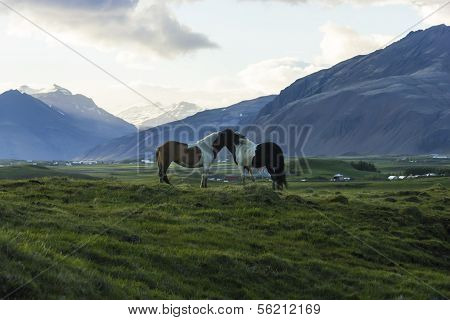 The Iceland Horse, Or Even Icelanders Icelandic Horse Called, Is