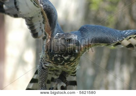 African Eagle