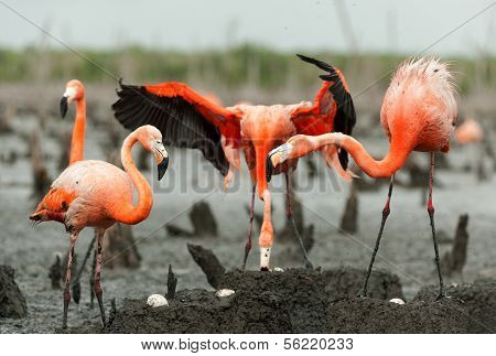 Flamingo (phoenicopterus Ruber) Colony.
