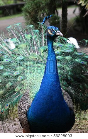 Partially Fanned Peacock