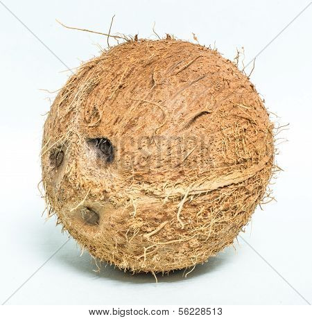 coconut
