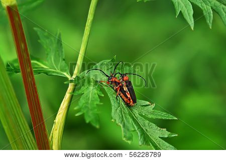 Beetles.
