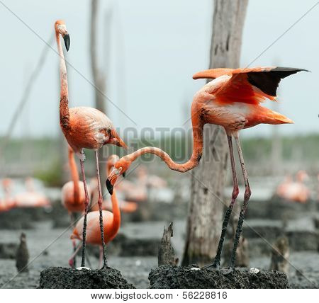 Flamingo (phoenicopterus Ruber) Colony.