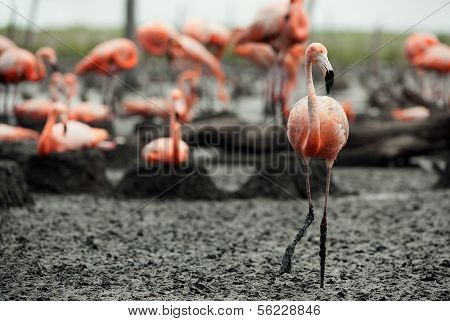 Flamingo (phoenicopterus Ruber) Colony.