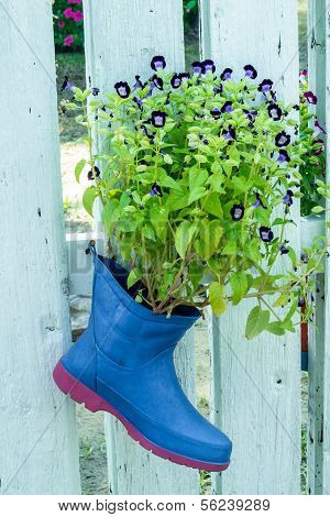 Wishbone flower, Bluewings, Torenia on Blue Boots