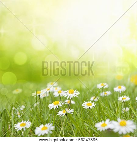 Daisy flowers on meadow floral abstract background