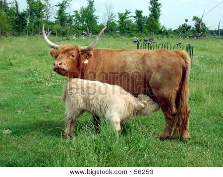 Nursing Calf