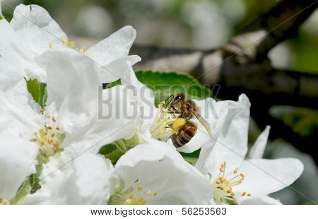 Bee med nektar på forårsblomster