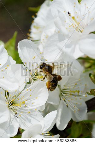 Arbejder bee på forårsblomster